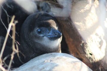 Endangered penguins competing with fishing boats