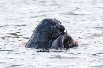 Funding for innovative technology protecting endangered salmon from seals