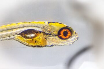 New AI tool removes bottleneck in animal movement analysis