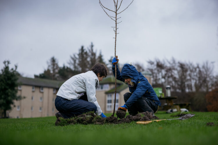 Planting Sakura trees at Andrew Melville Hall