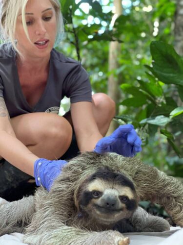 Dr Rebecca Cliffe- Founder, Sloth Conservation Foundation