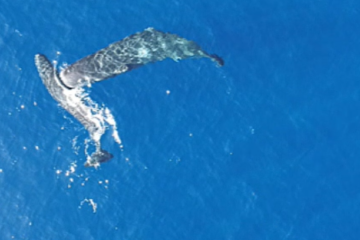 Moby Dick 'ship sinking' sperm whales caught headbutting on camera