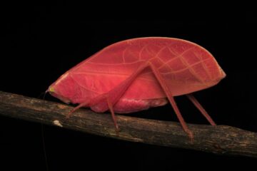 Bright pink insect stands out to blend in