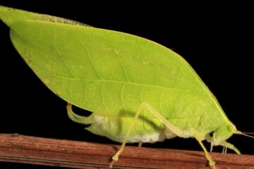 Leafy Lovers: male katydids amplify attractiveness
