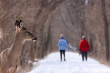 Scientists show how human presence affects how animals behave