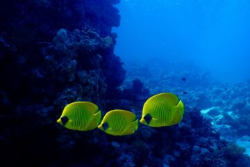 Higher extinction risk is associated with higher frequency of decreasing local prevalence of species