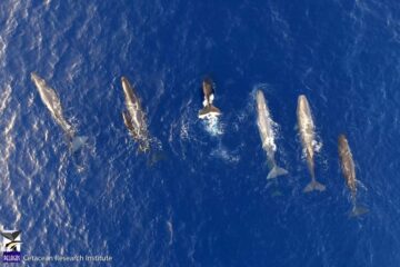 Scientists catch sperm whale dialects evolving in the Mediterranean Sea