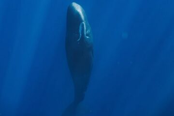 Sperm Whales blow bubbles to achieve restful, vertical sleep