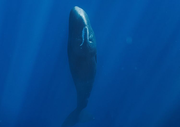 Sperm Whales blow bubbles to achieve restful, vertical sleep