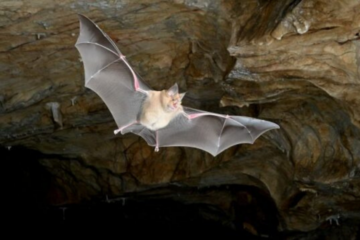 Study: bats originated in Europe